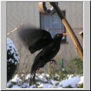 Turdus merula - Amsel m04.jpg